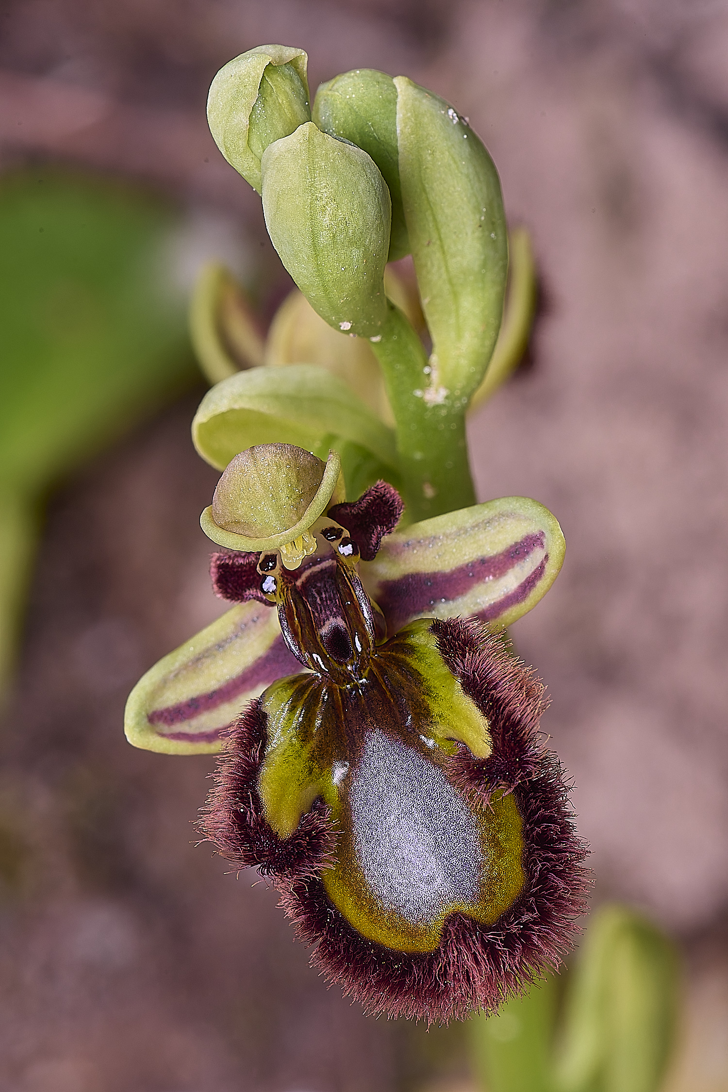 SagresOspeculum260325-3-NEF-