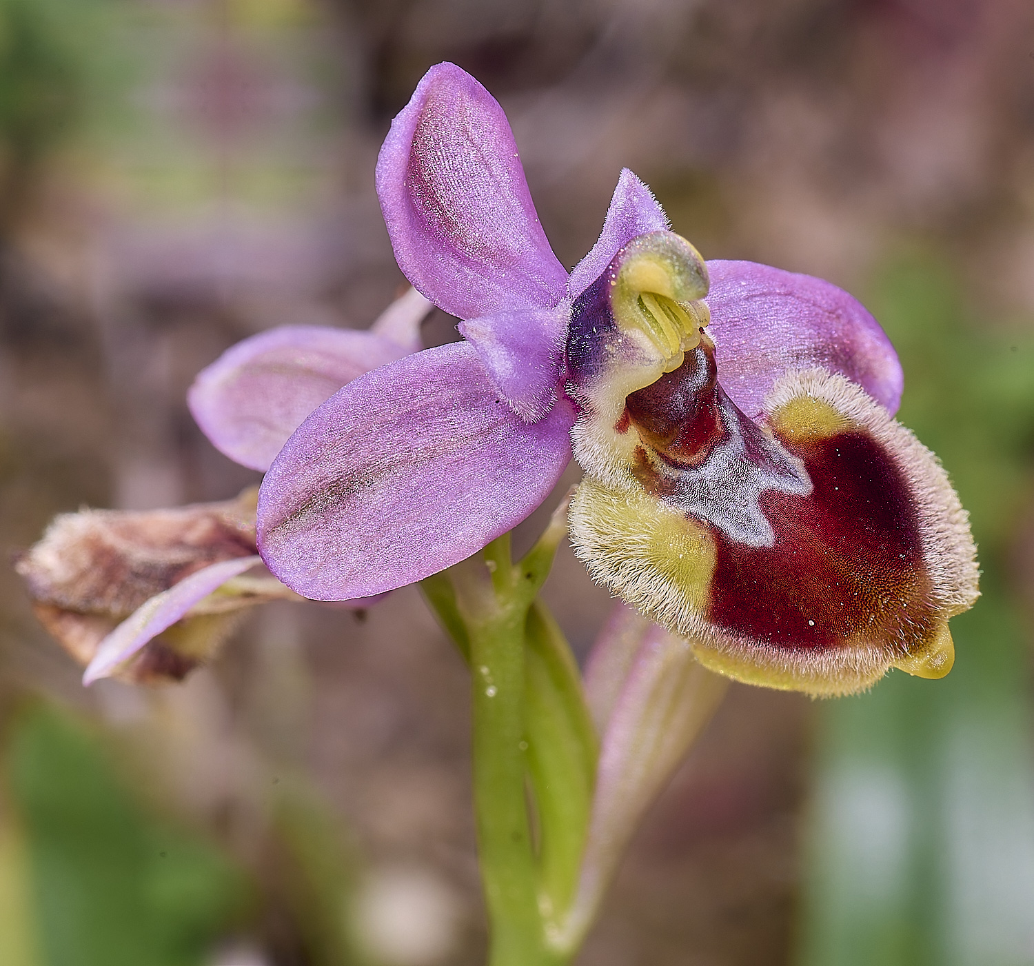 SagresOtenthredinifera260325-1-NEF-