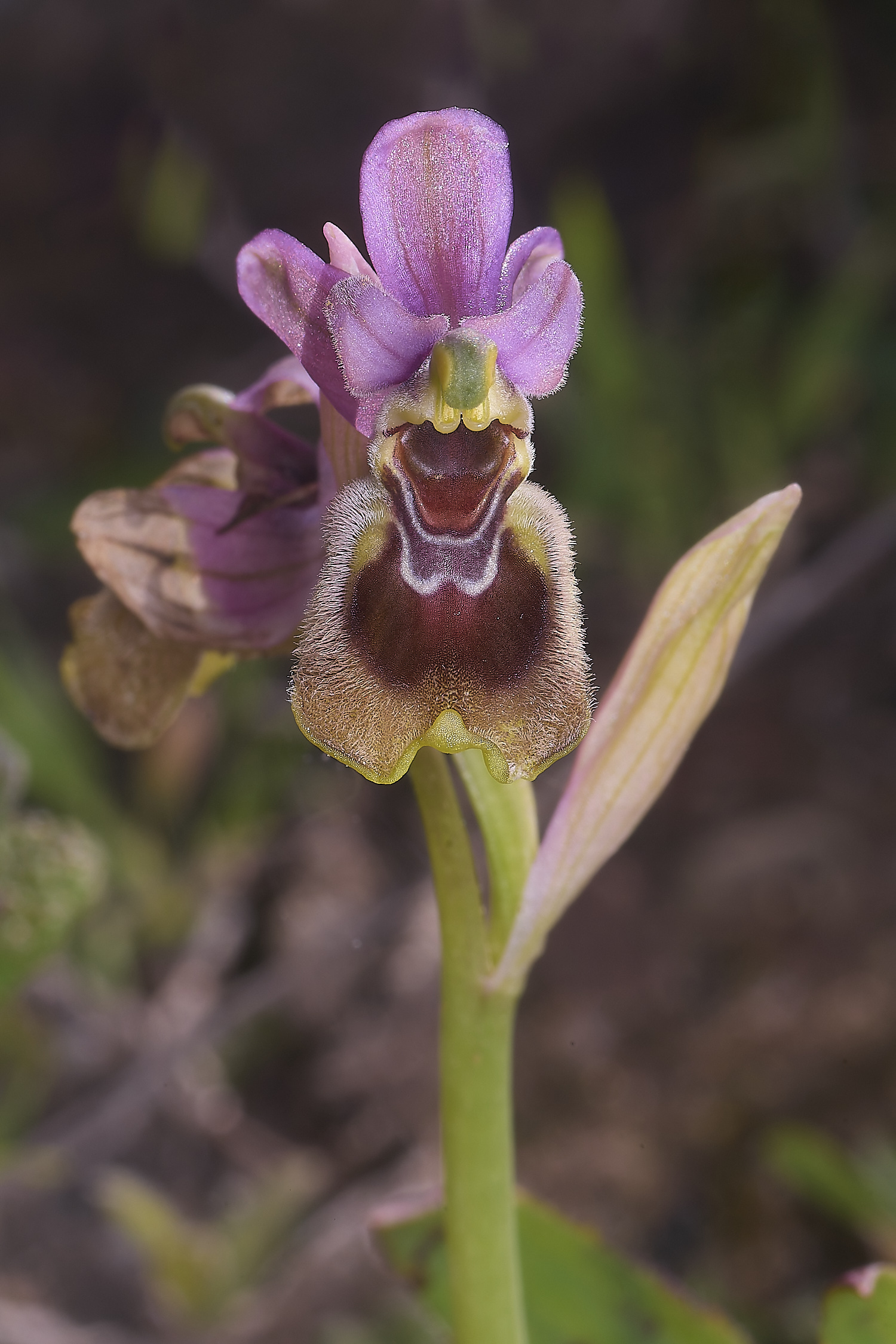 SagresOtenthredinifera260325-2-NEF-