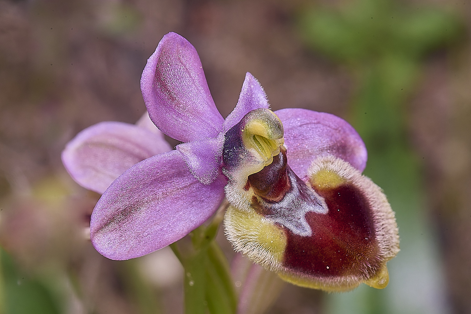 SagresOtenthredinifera260325-3-NEF-