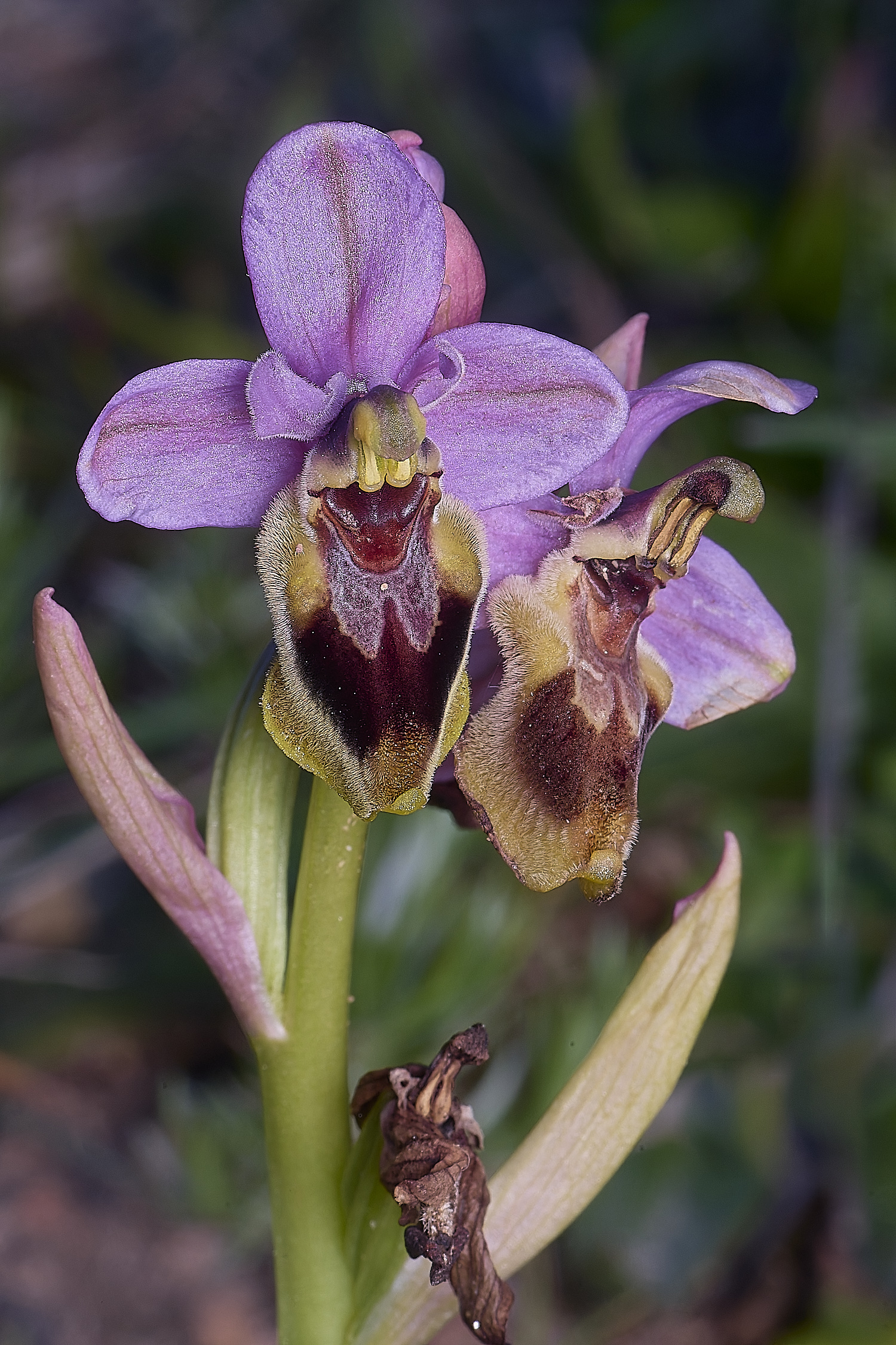 SagresOtenthredinifera260325-4-NEF-