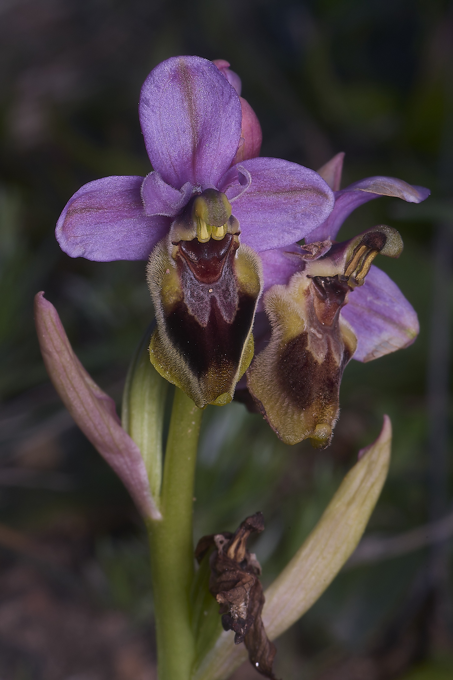 SagresOtenthredinifera260325-5-NEF-