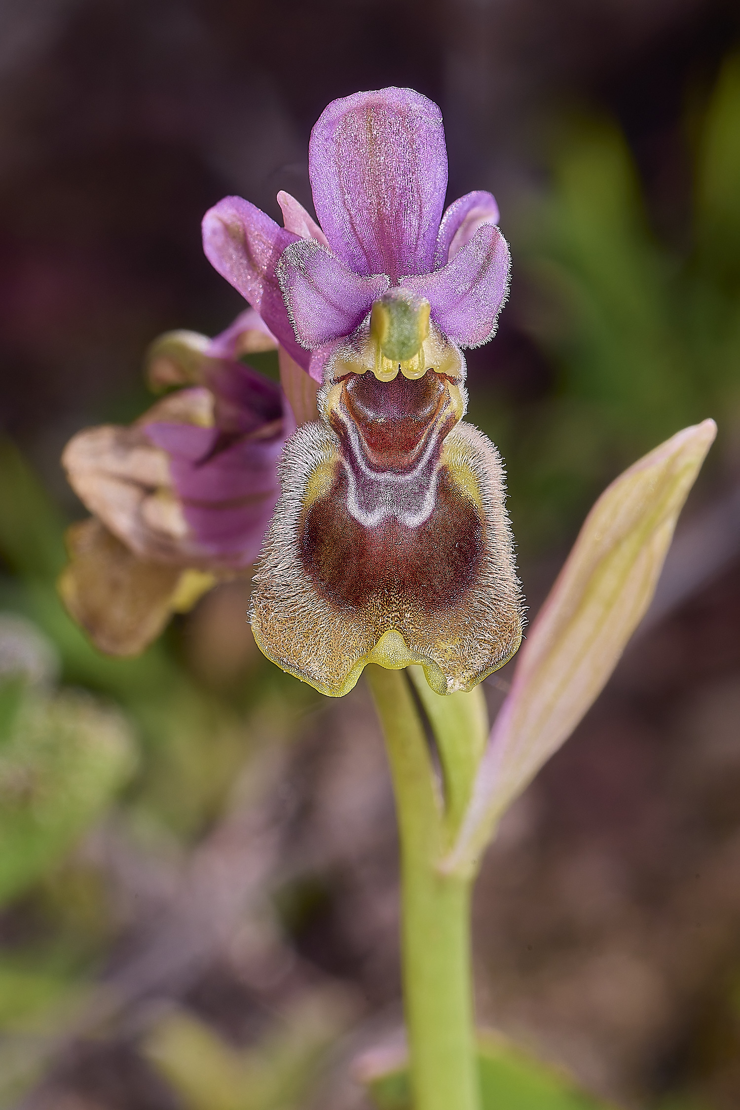 SagresOtenthredinifera260325-6-NEF-