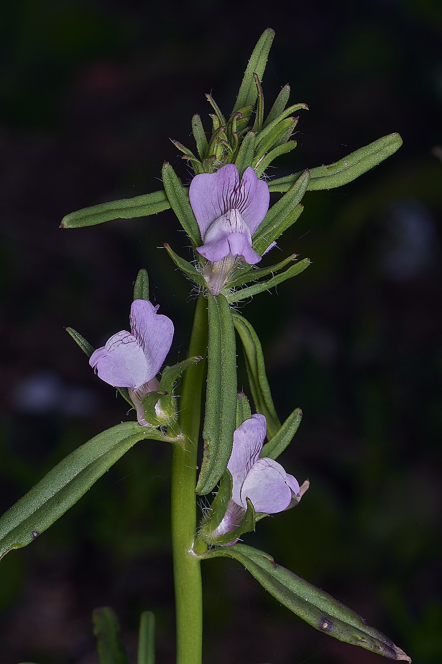 SagresPink260325-1-NEF-