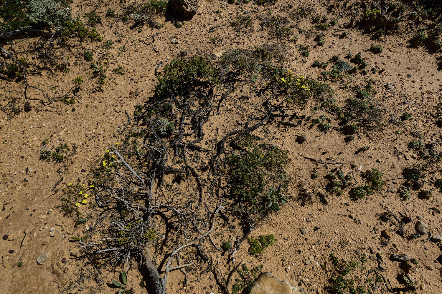 SagresPromontory260325-1-NEF-