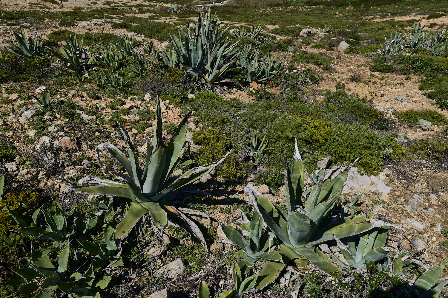 SagresPromontory260325-10-NEF-