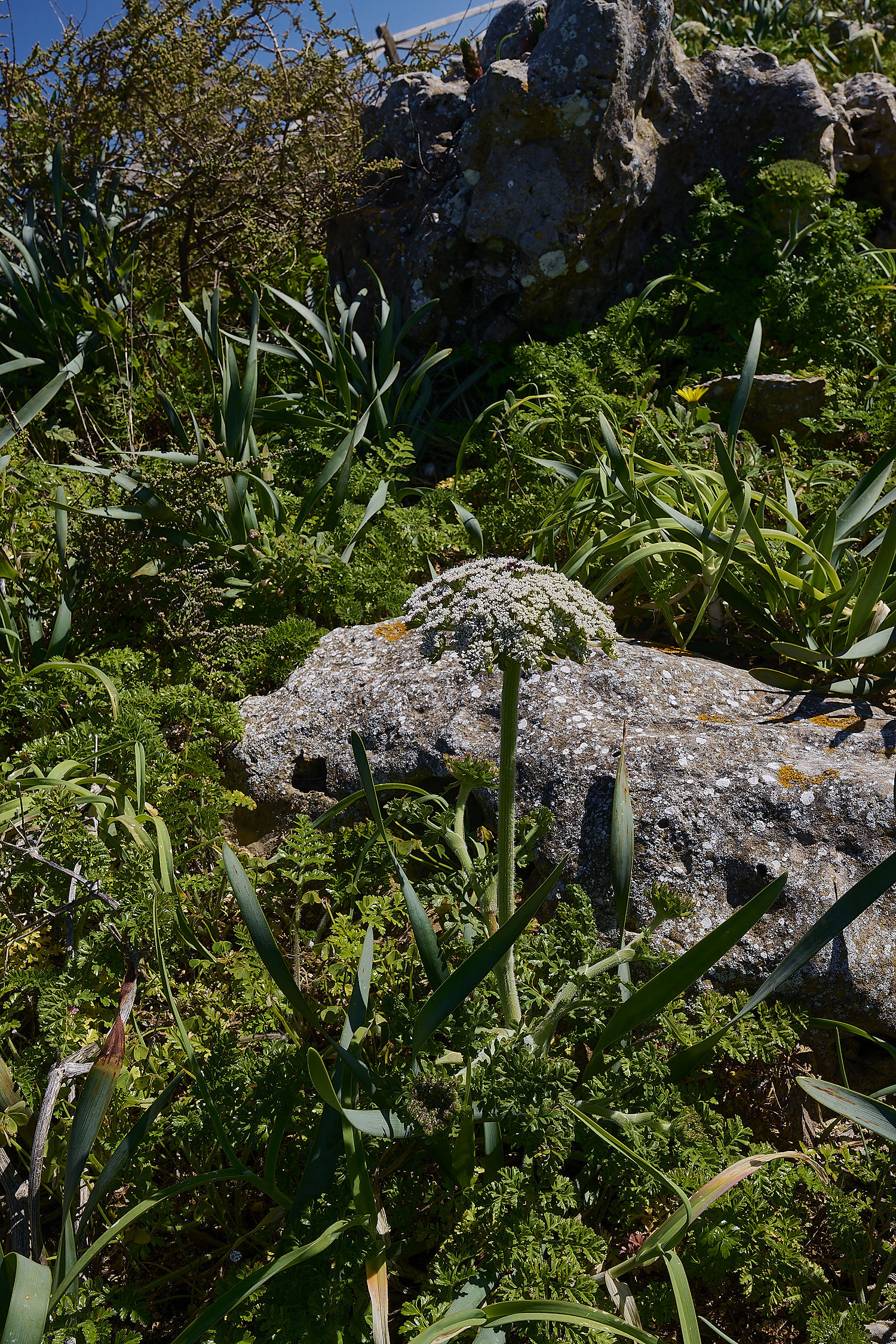 SagresPromontory260325-13-NEF-