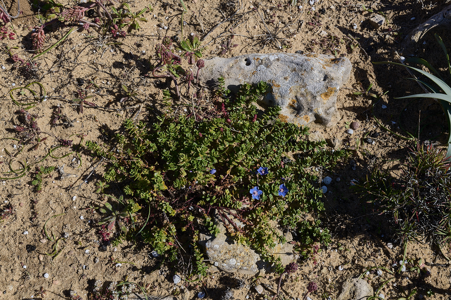 SagresPromontory260325-14-NEF-