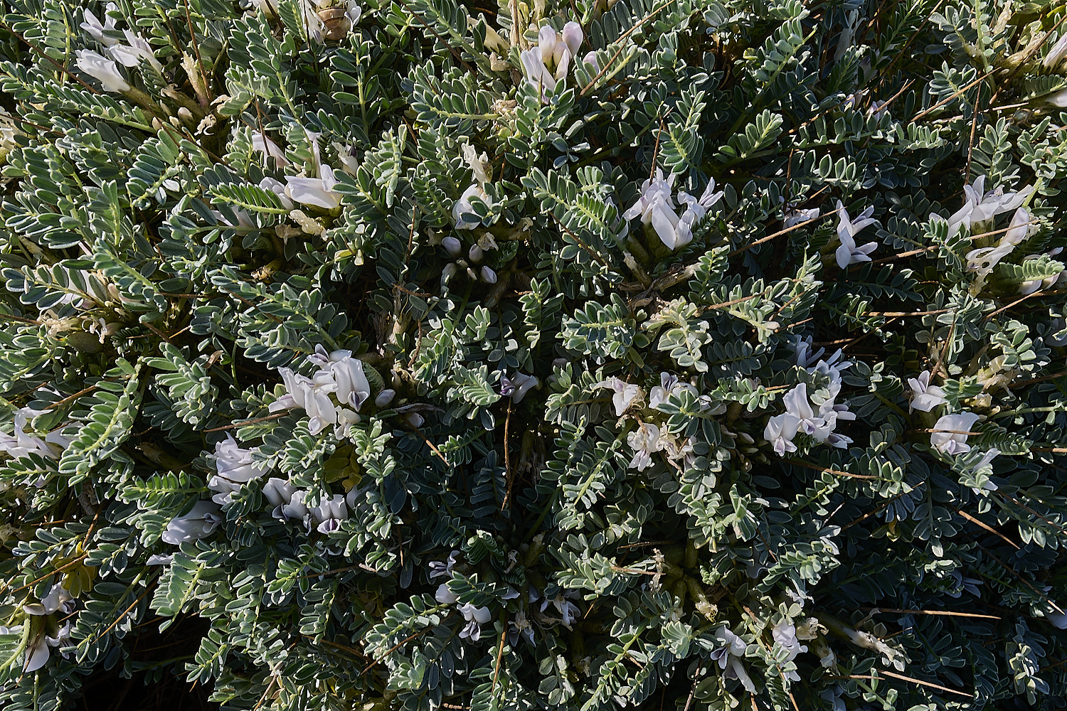 SagresPromontory260325-15-NEF-