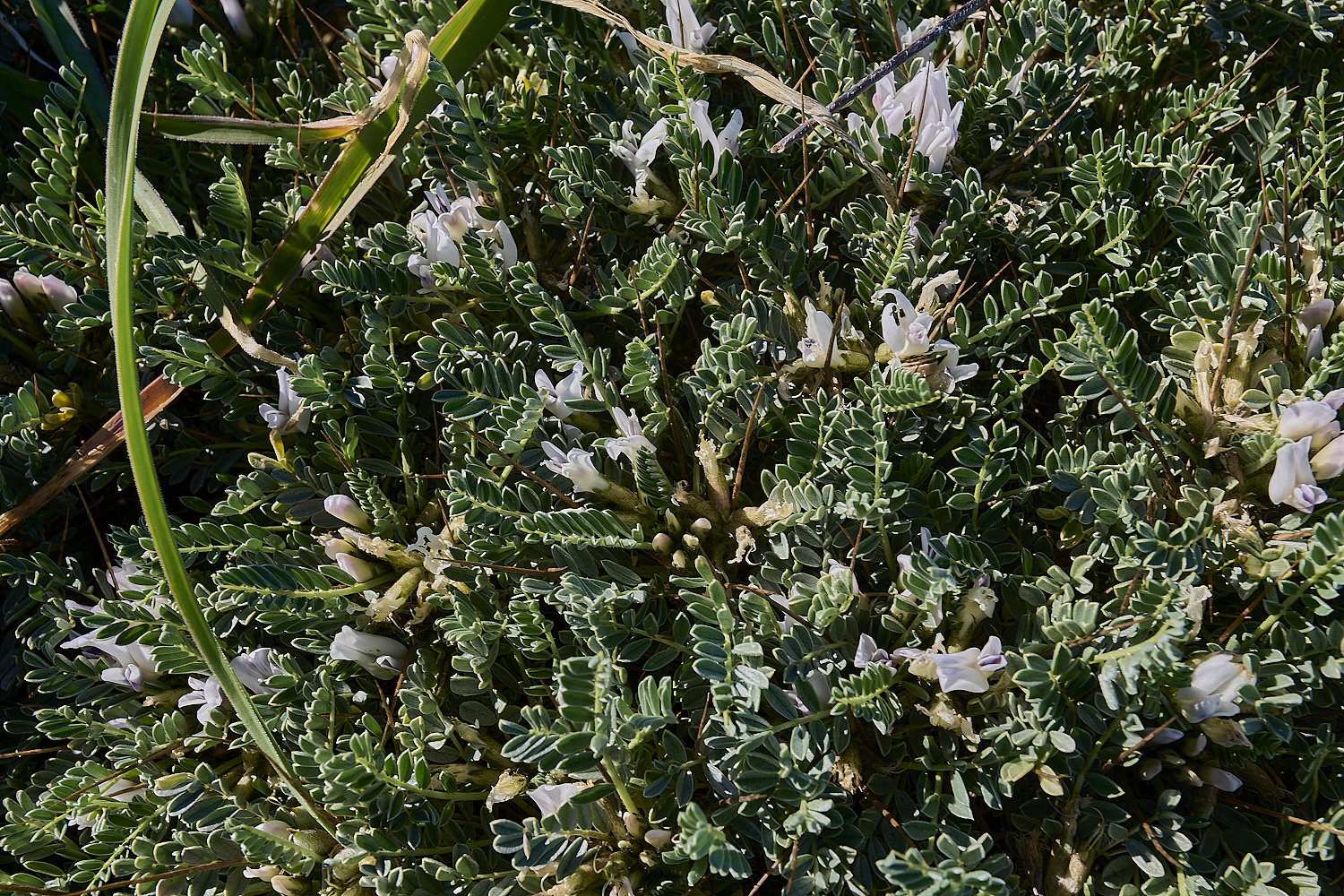 SagresPromontory260325-16-NEF-