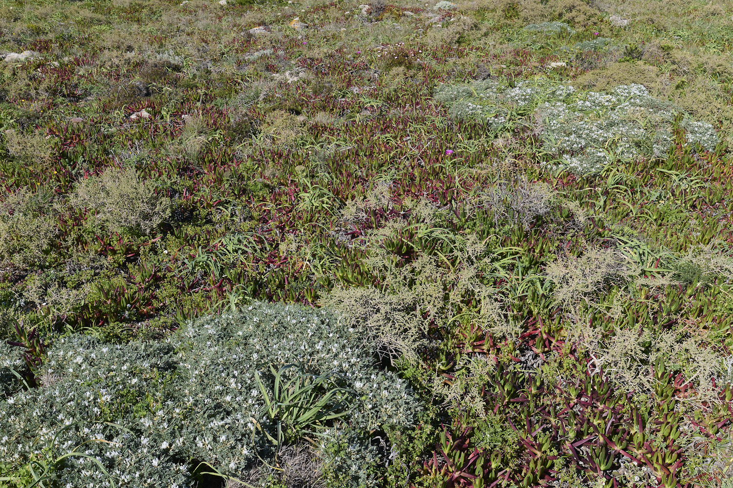 SagresPromontory260325-18-NEF-