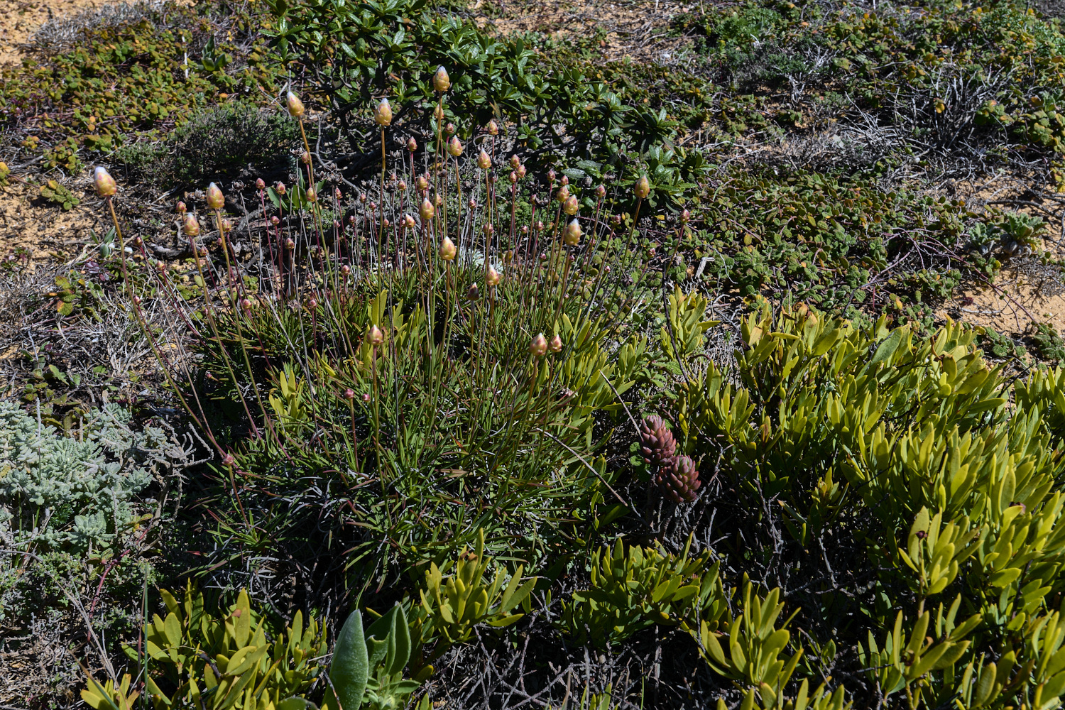 SagresPromontory260325-2-NEF-