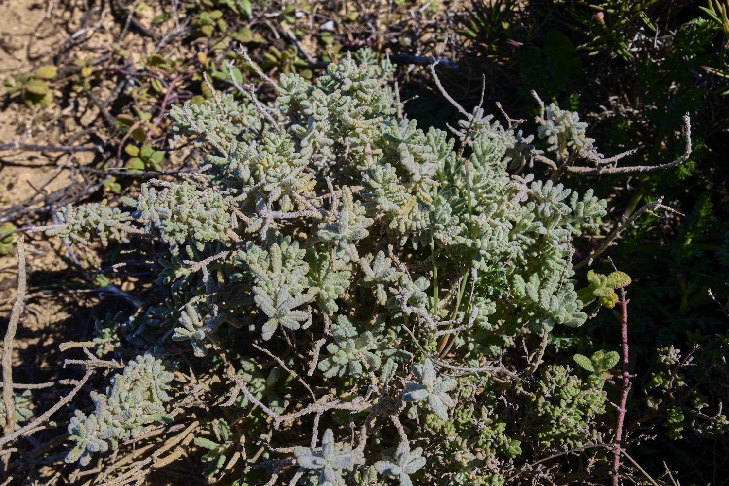 SagresPromontory260325-3-NEF-