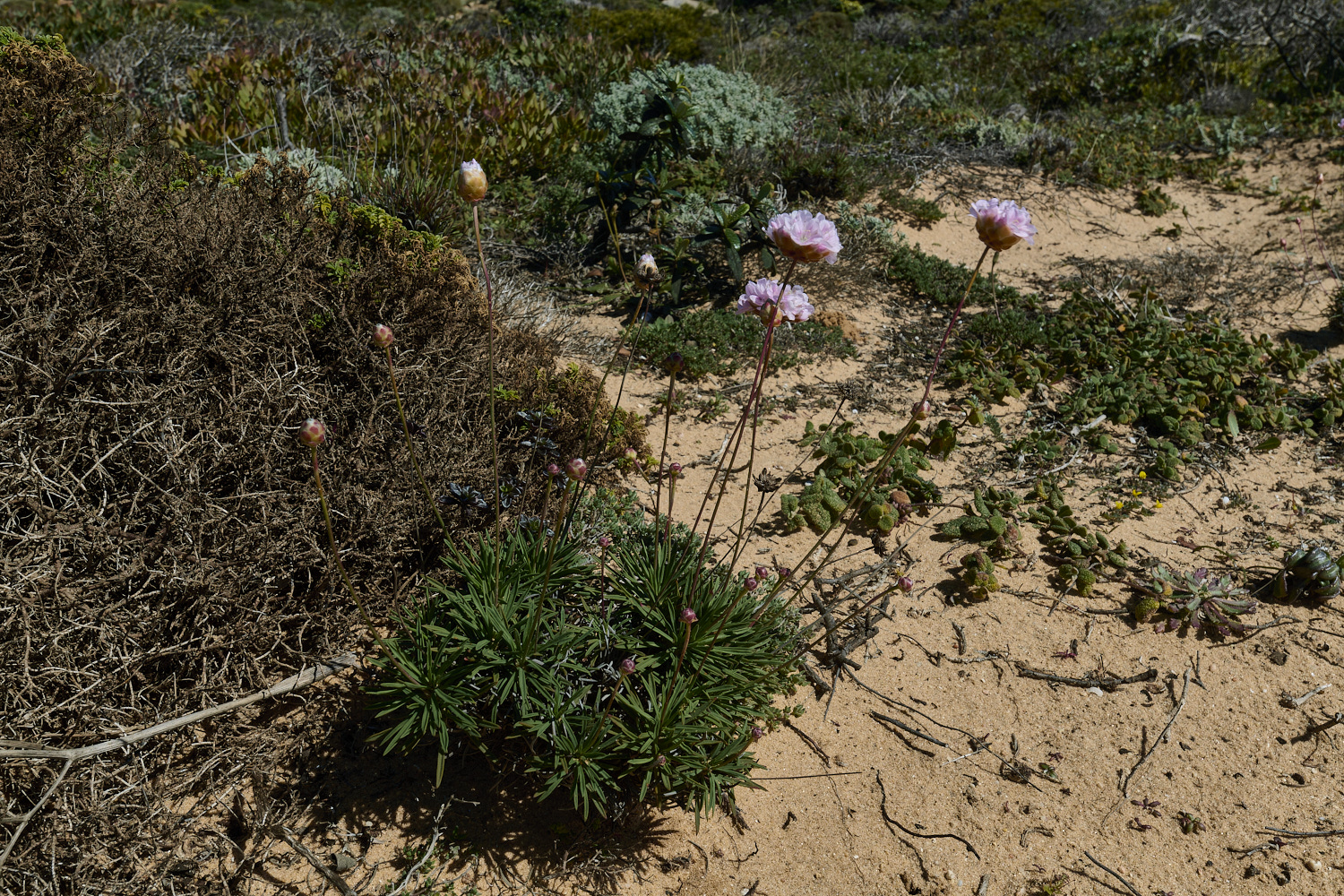 SagresPromontory260325-4-NEF-