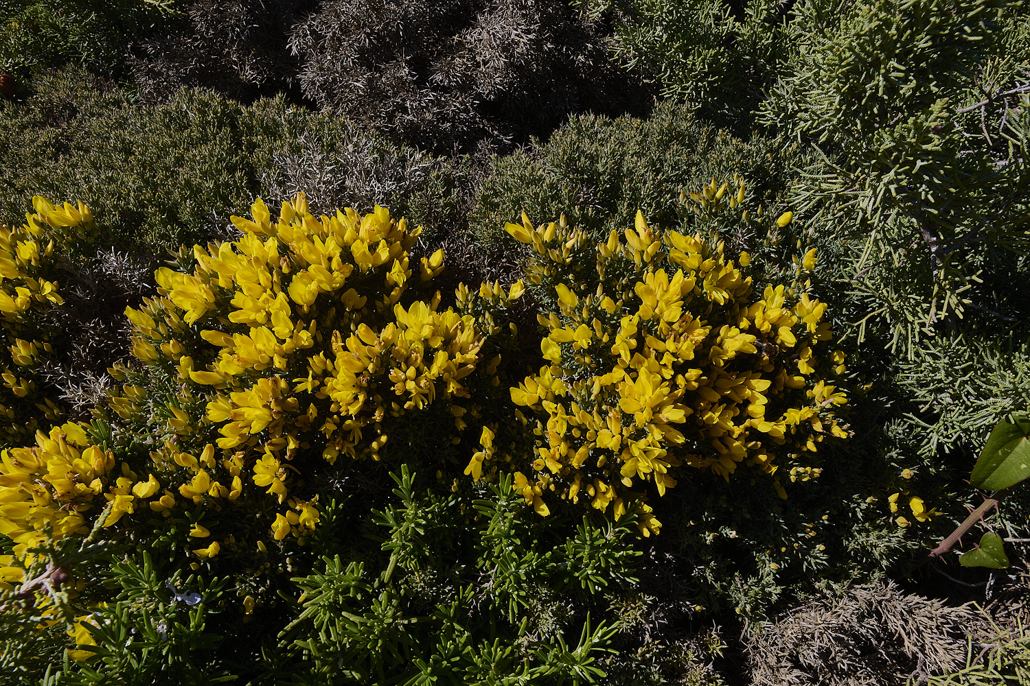 SagresPromontory260325-6-NEF-