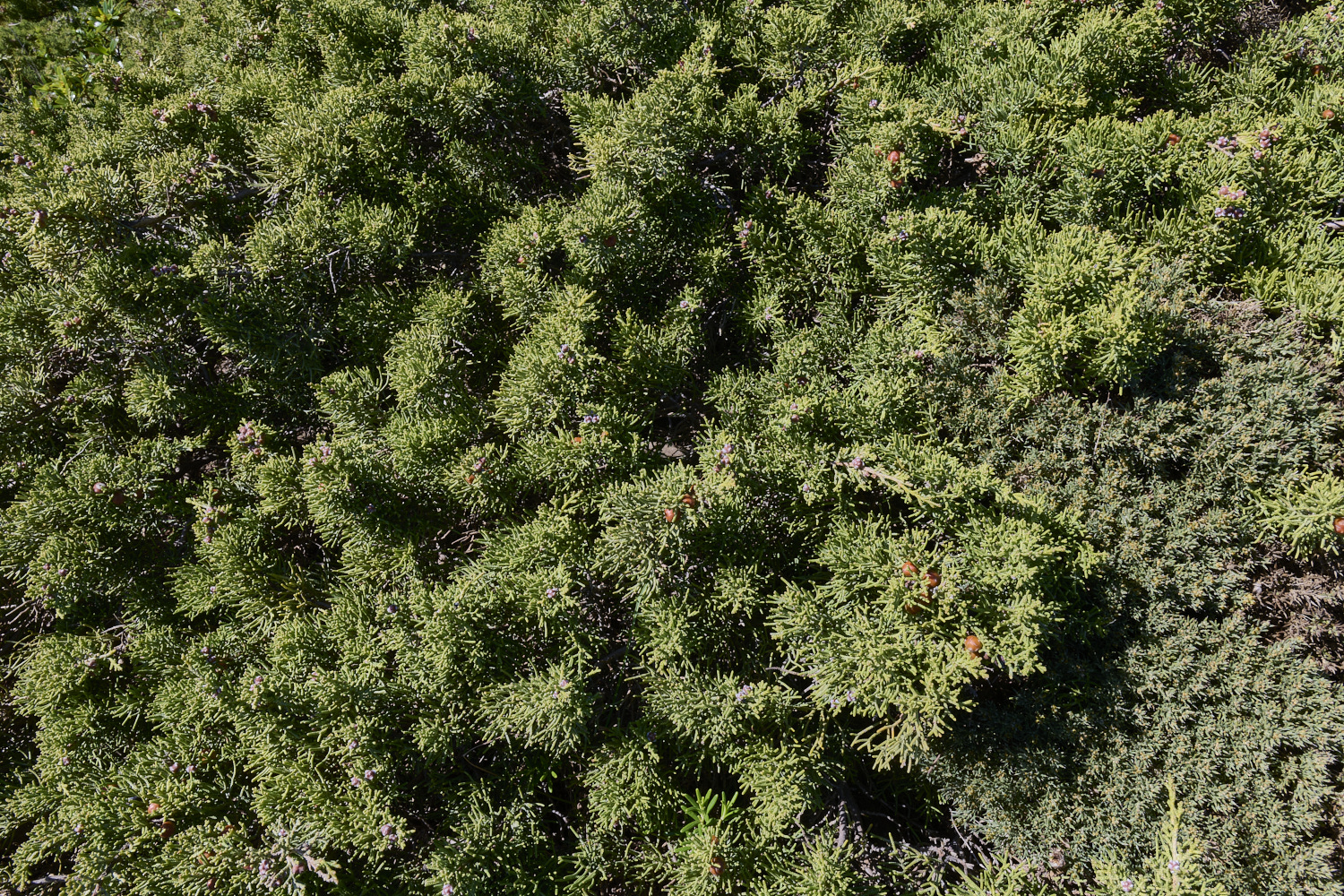 SagresPromontory260325-7-NEF-