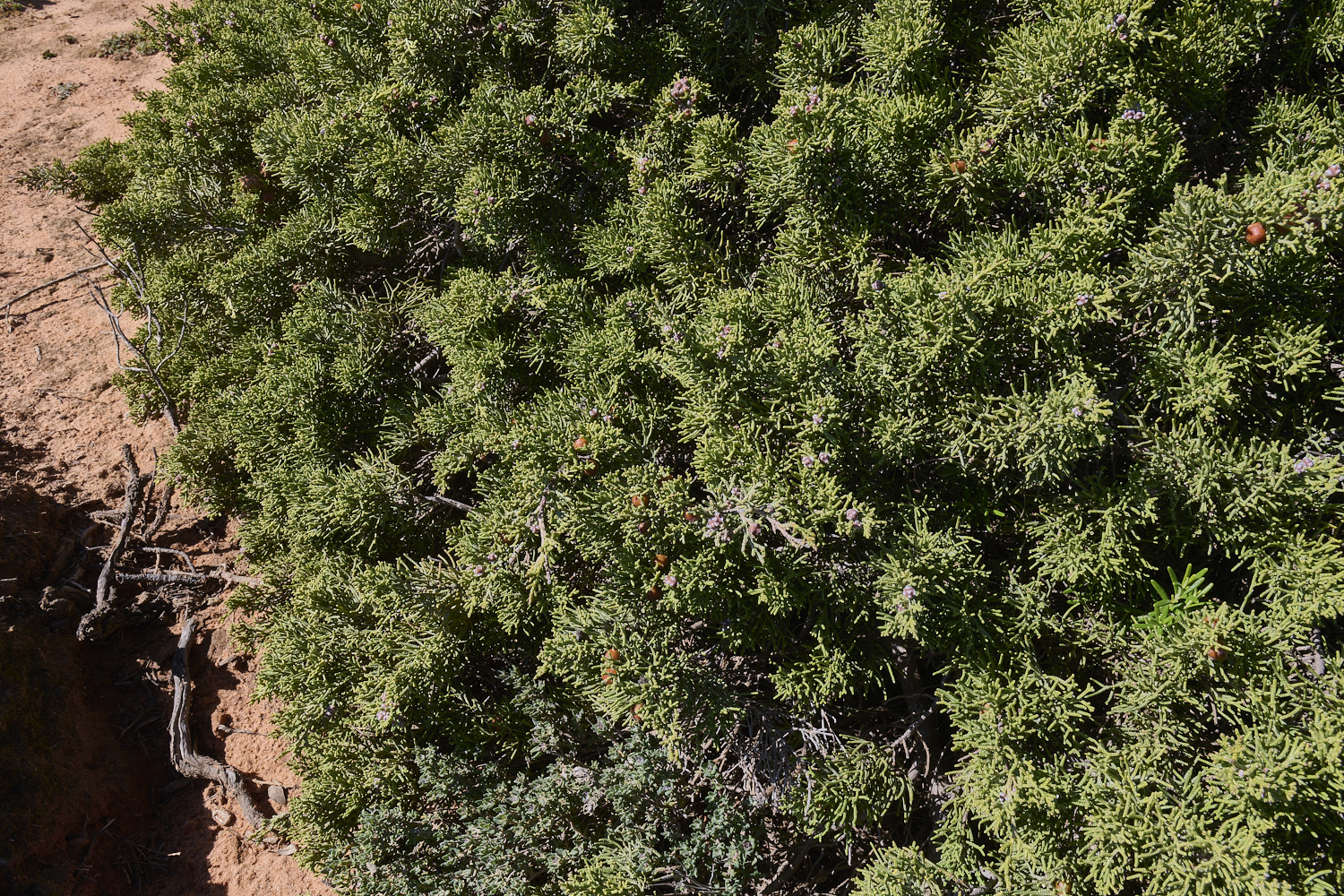 SagresPromontory260325-8-NEF-