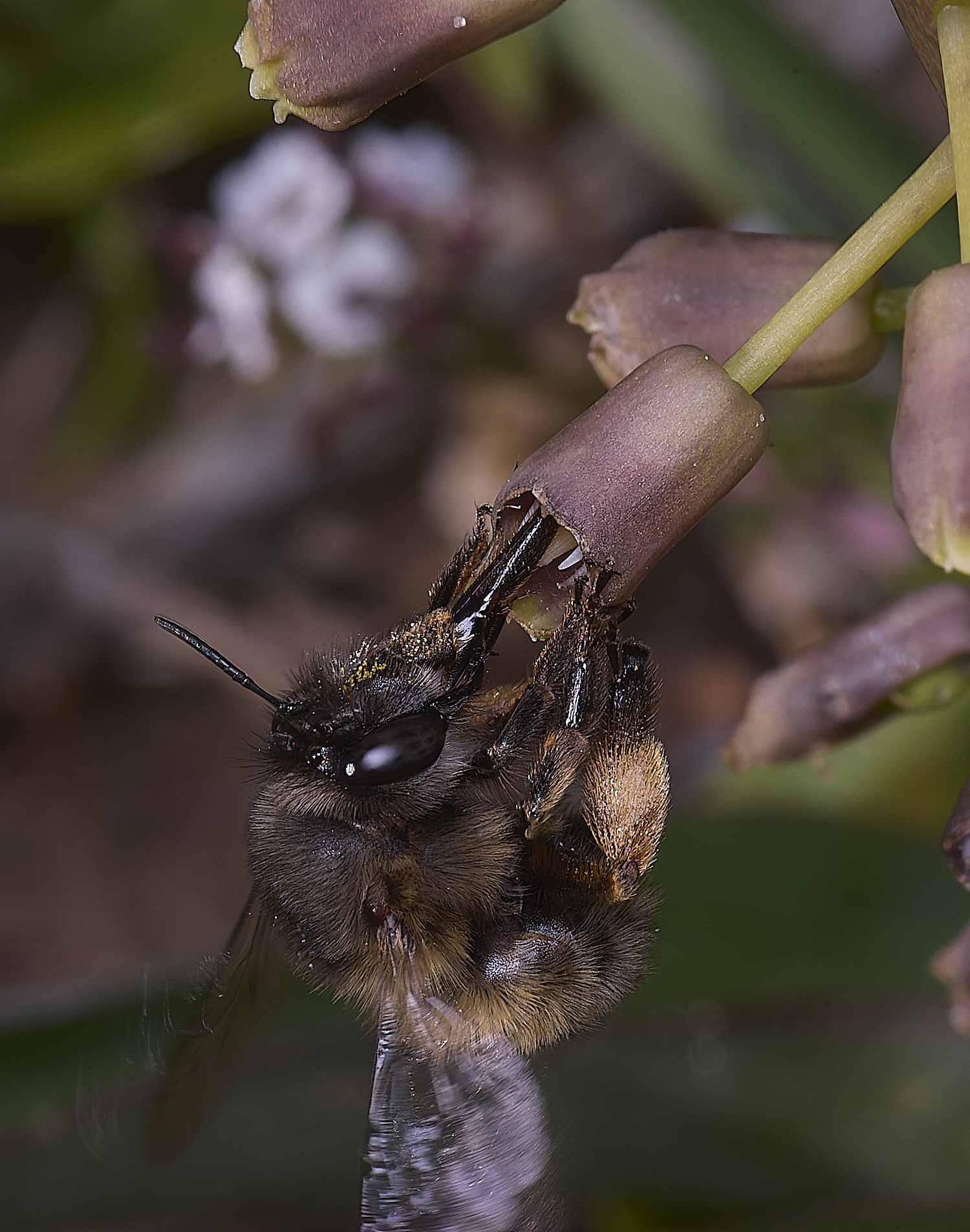 SagresPromontoryBeeSp260325-1-NEF-