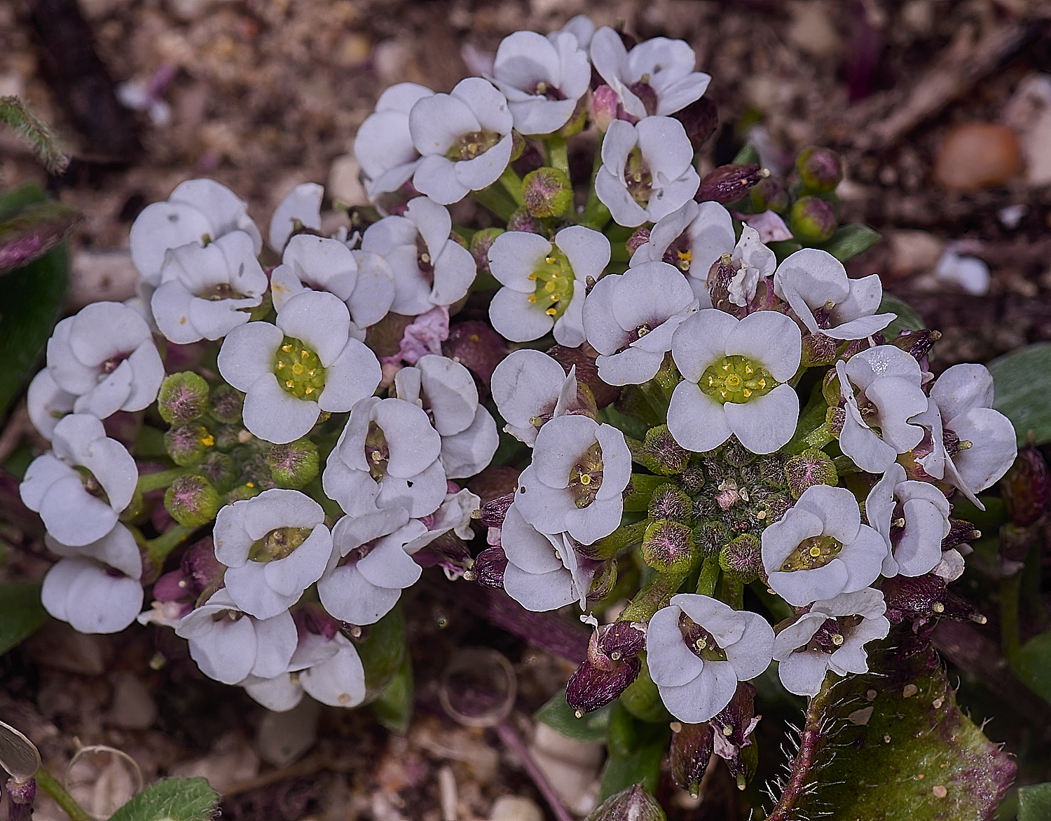 SagresPromontoryFlower10260325-1-NEF-