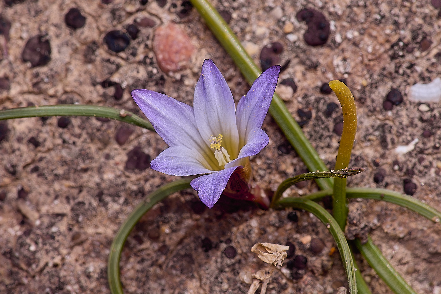 SagresPromontoryFlower11260325-1-NEF-