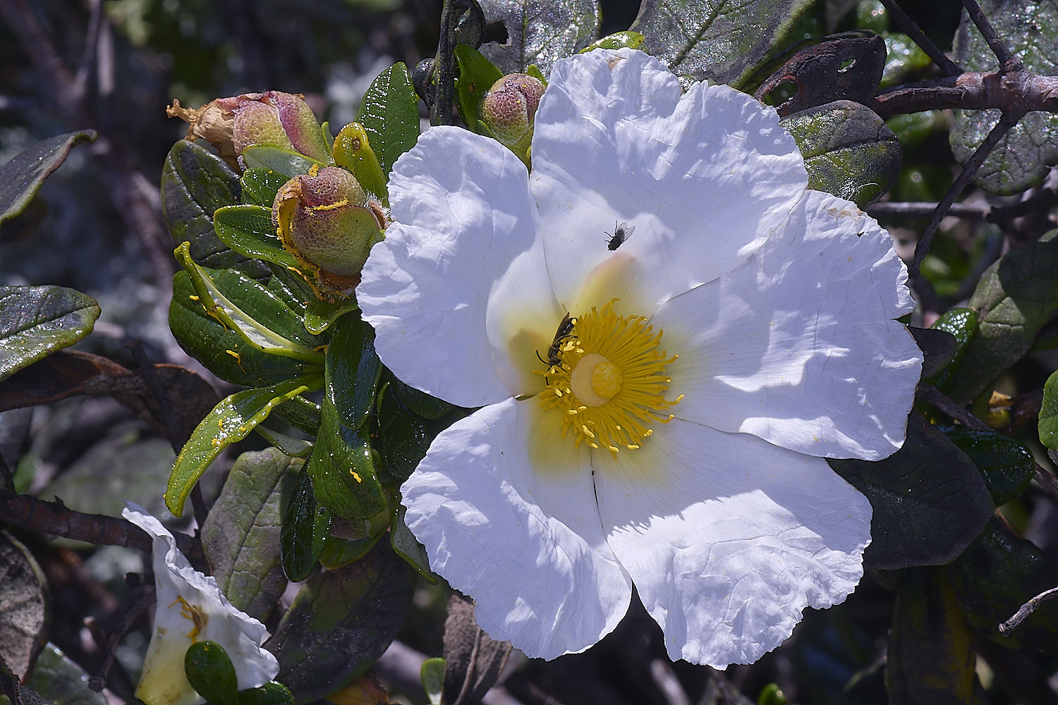 SagresPromontoryFlower12260325-1-NEF-