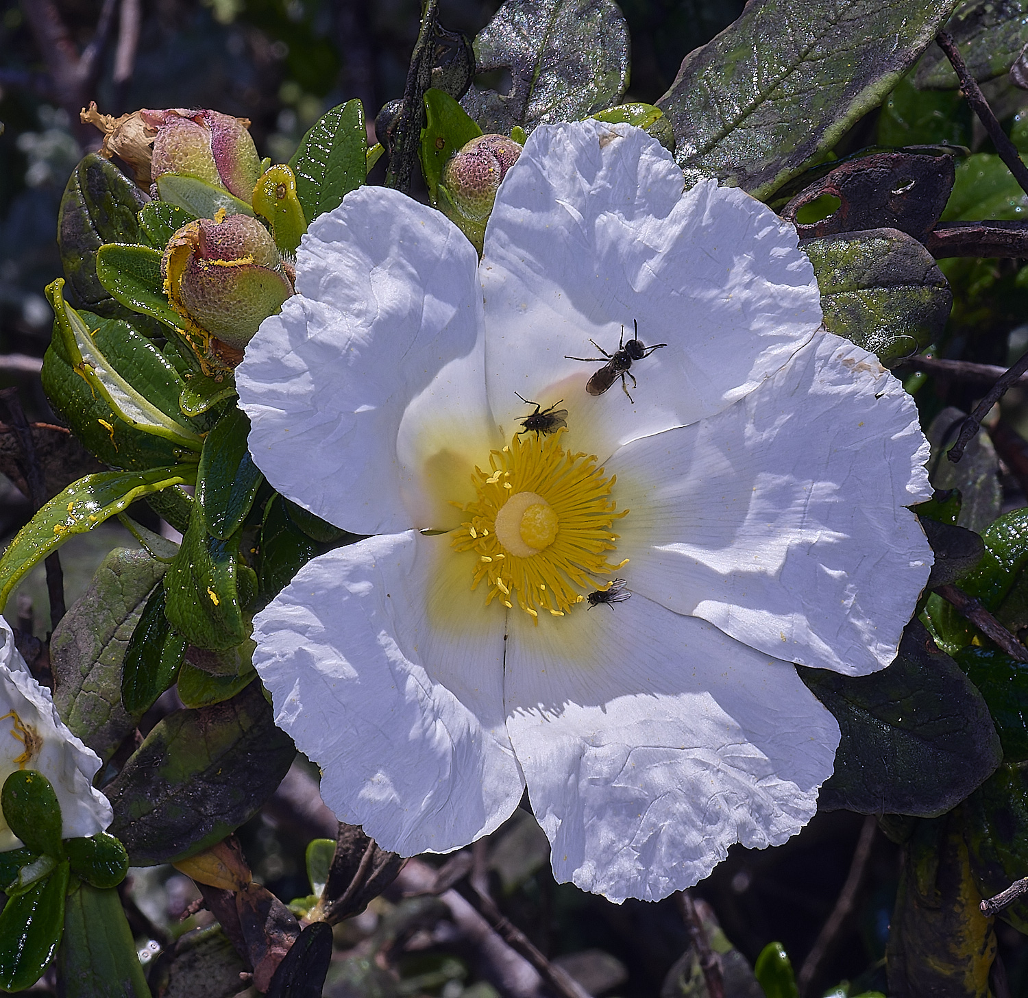 SagresPromontoryFlower12260325-2-NEF-