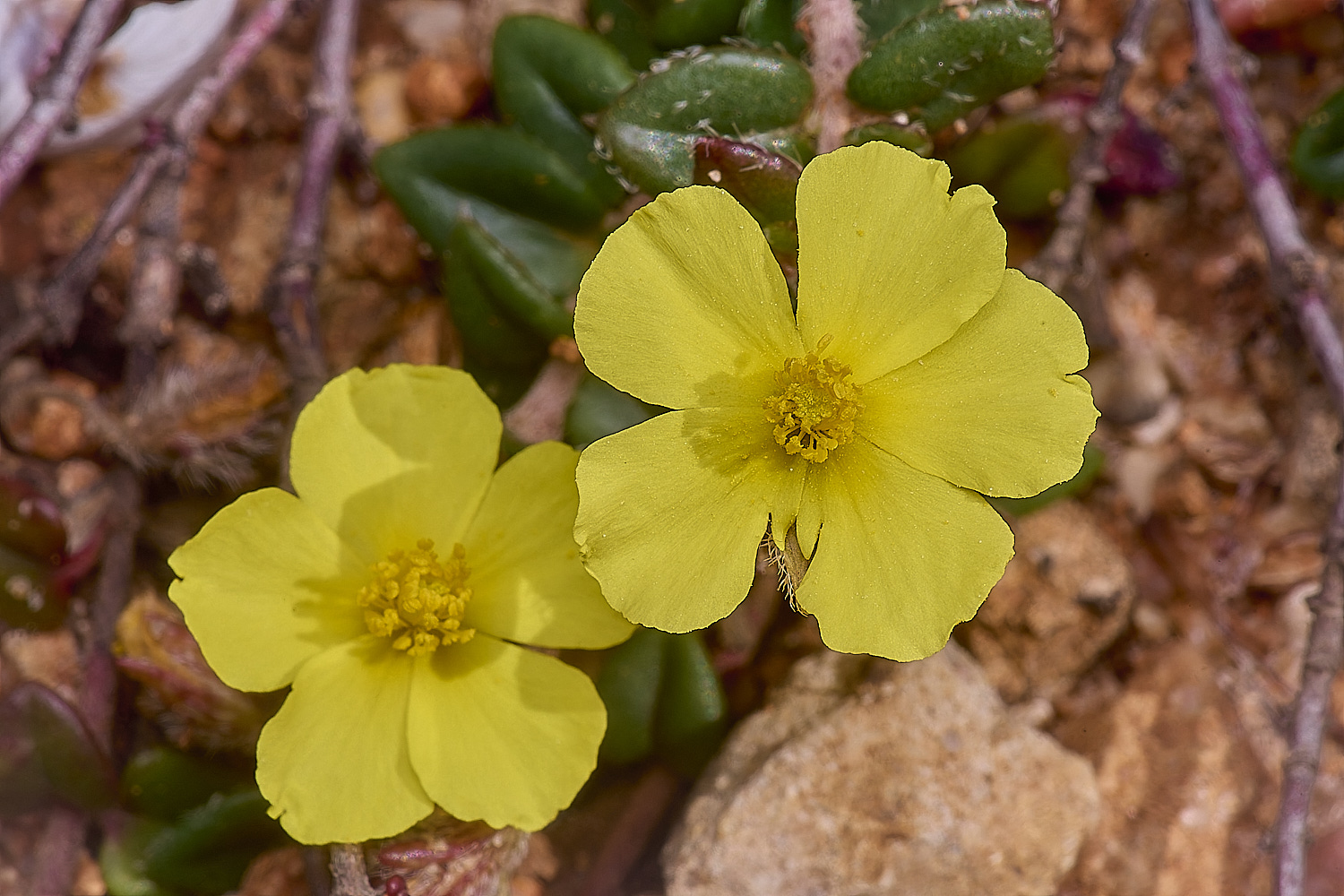 SagresPromontoryFlower1260325-1-NEF-