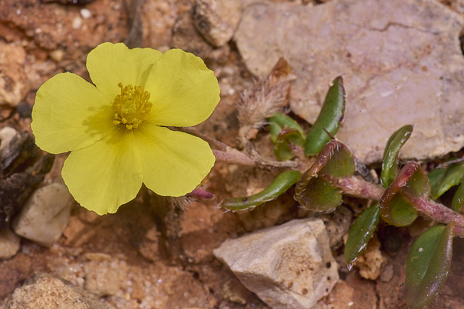 SagresPromontoryFlower1260325-2-NEF-