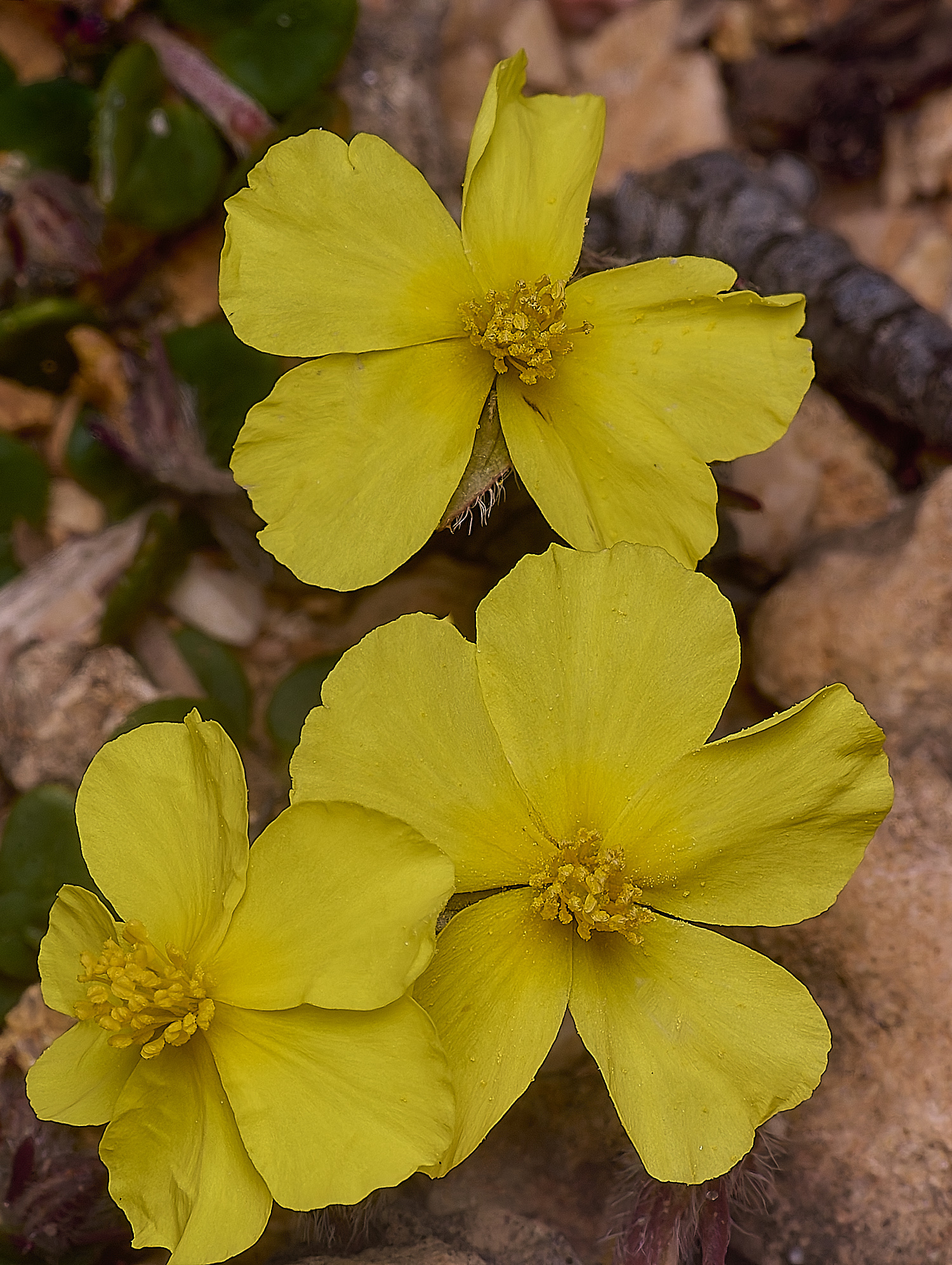 SagresPromontoryFlower1260325-3-NEF-