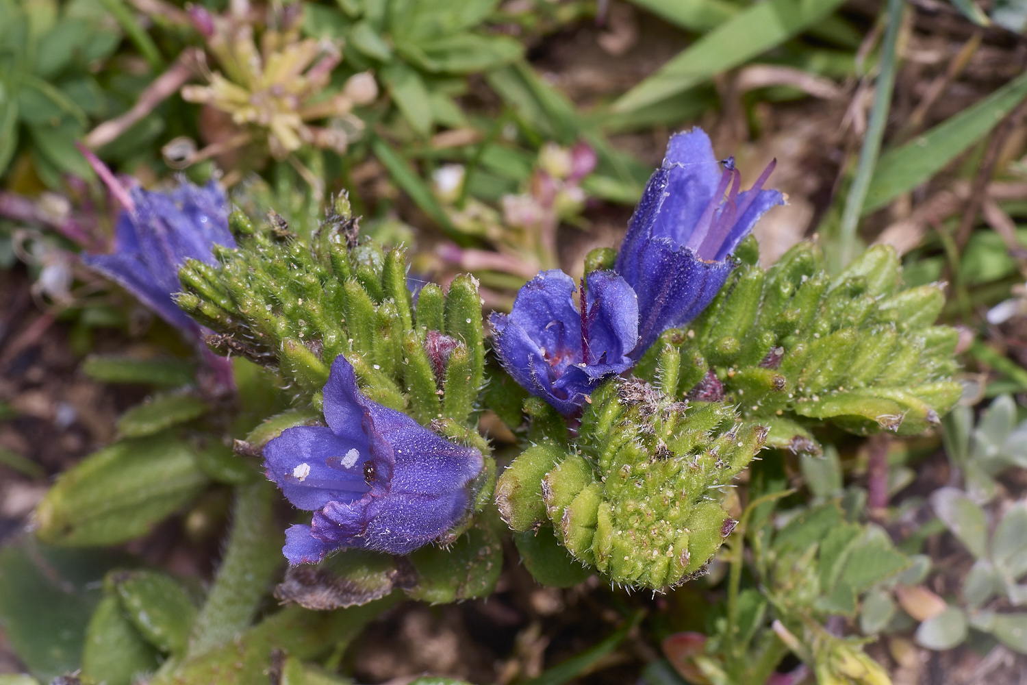 SagresPromontoryFlower13260325-1-NEF-