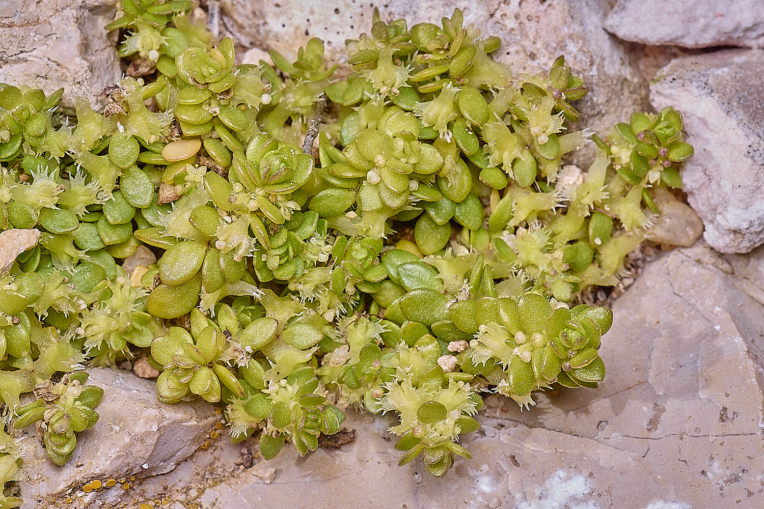 SagresPromontoryFlower14260325-1-NEF-