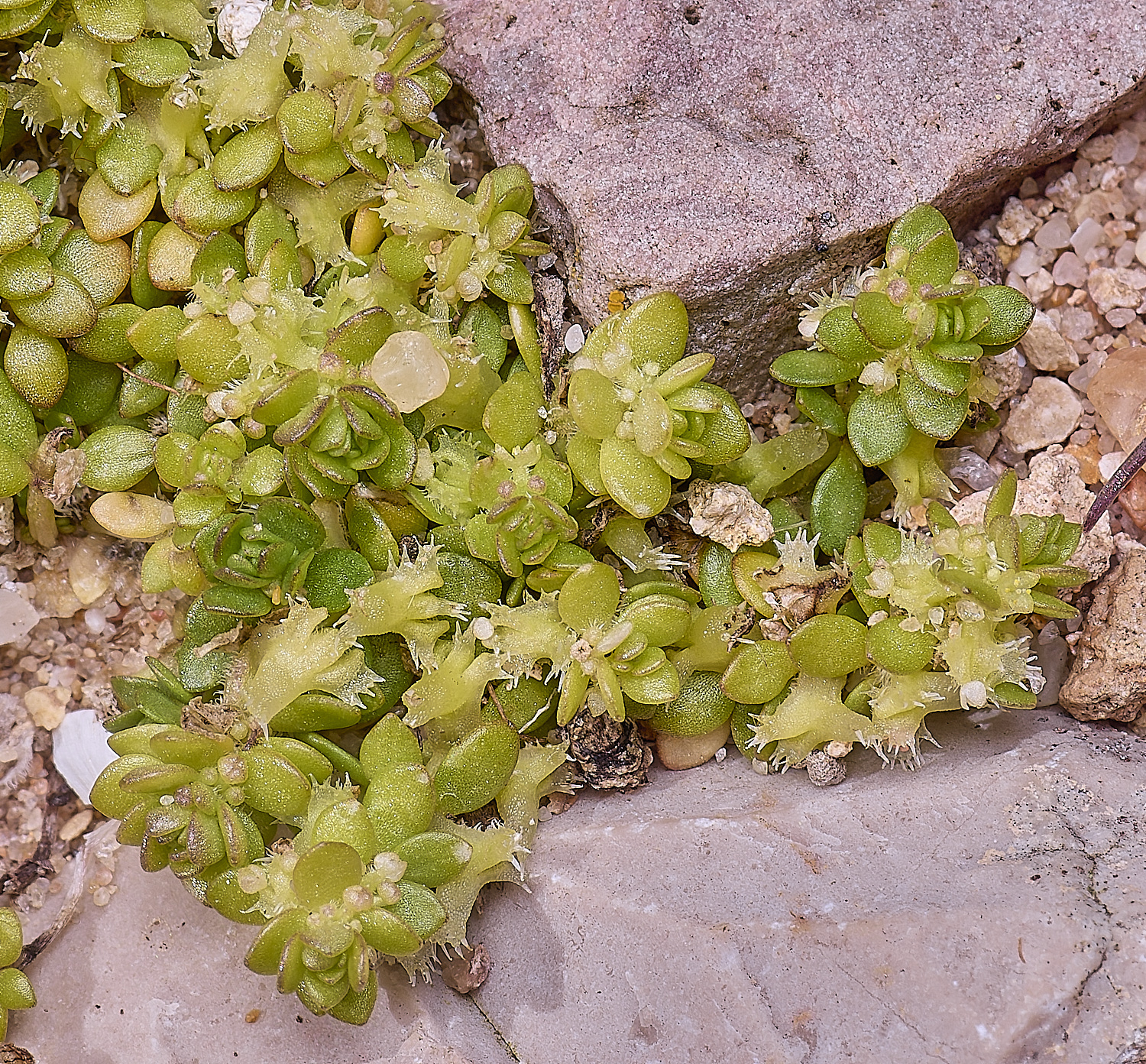 SagresPromontoryFlower14260325-2-NEF-