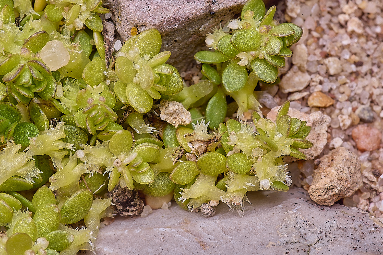 SagresPromontoryFlower14260325-3-NEF-