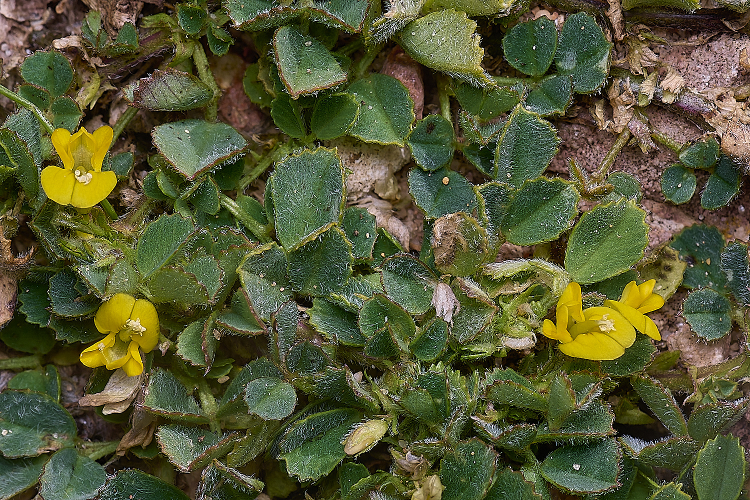 SagresPromontoryFlower15260325-1-NEF-