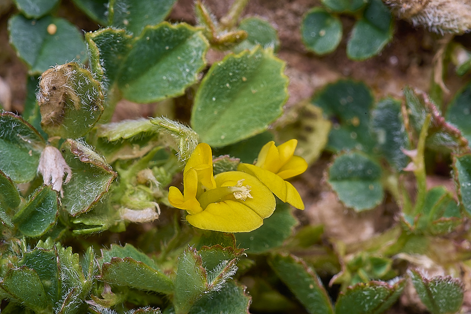 SagresPromontoryFlower15260325-2-NEF-