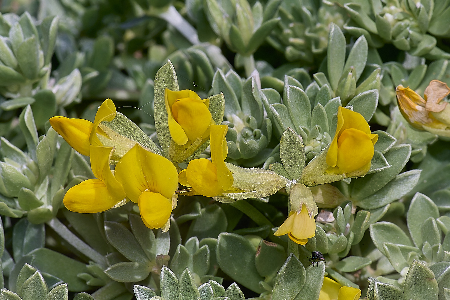 SagresPromontoryFlower16260325-1-NEF-