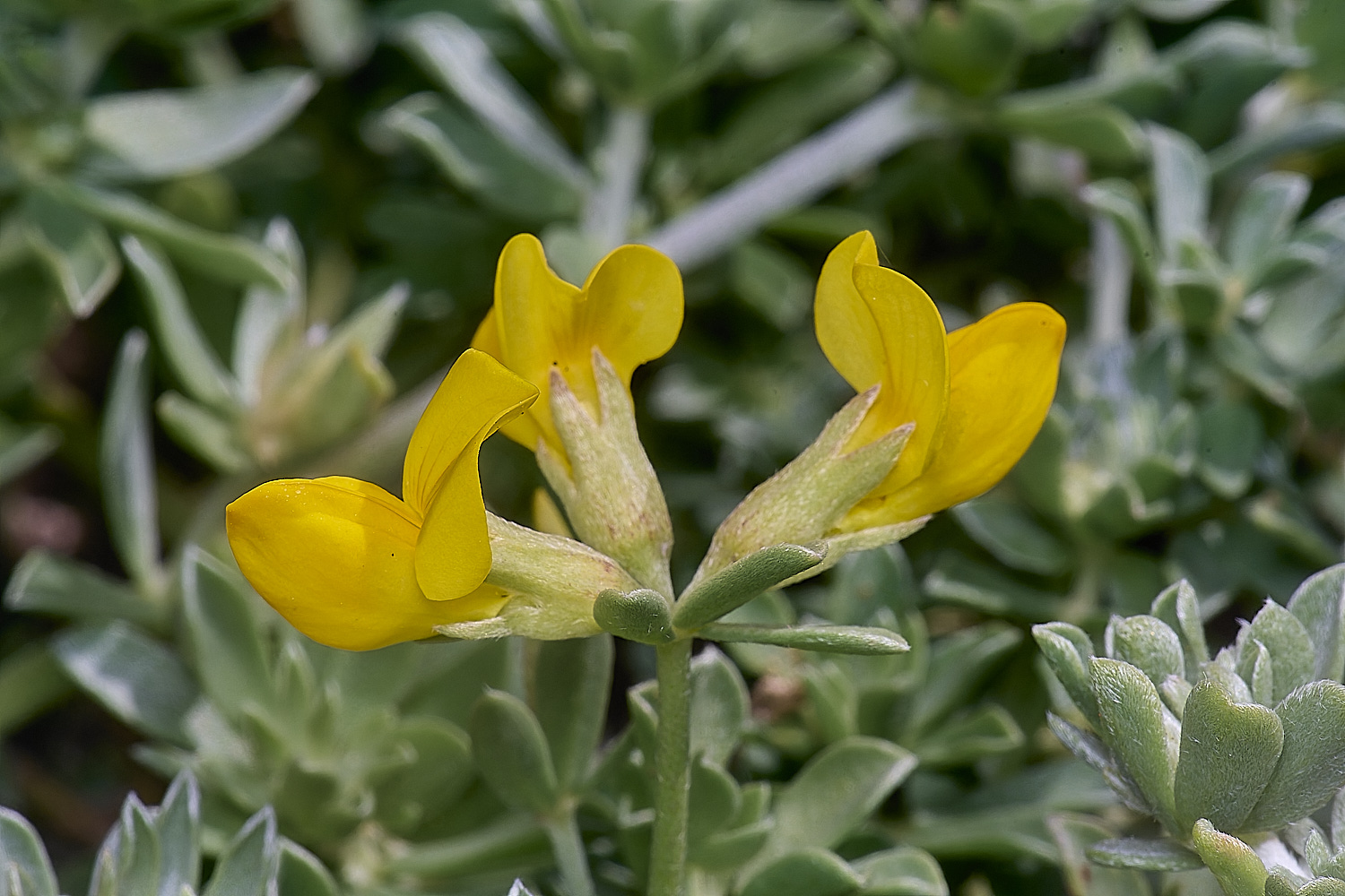 SagresPromontoryFlower16260325-2-NEF-