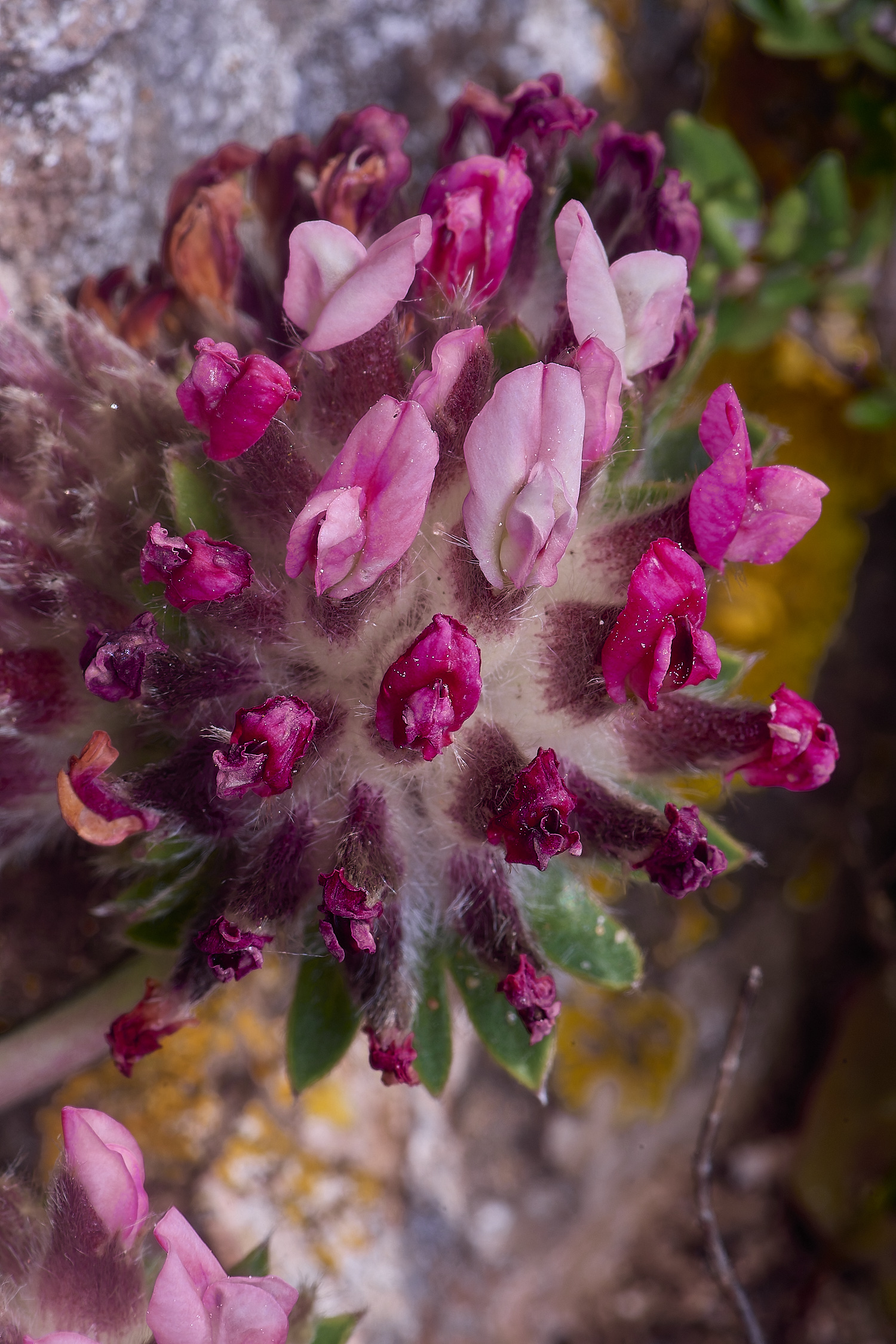 SagresPromontoryFlower17260325-1-NEF-