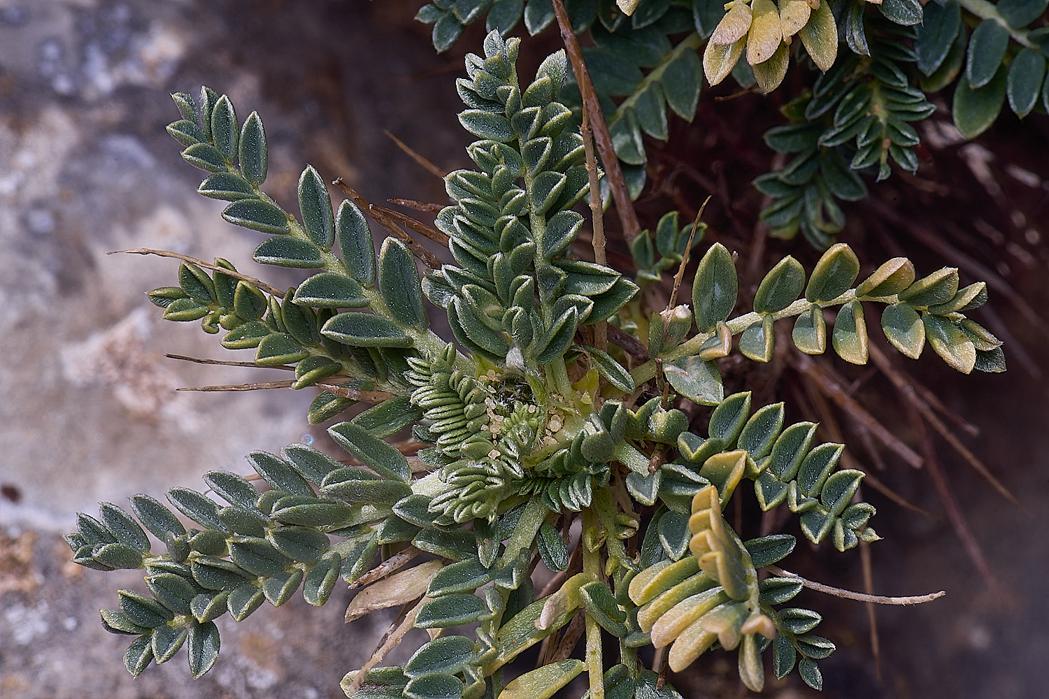 SagresPromontoryFlower18260325-1-NEF-