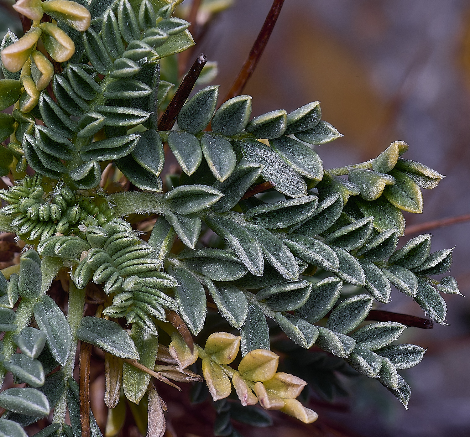 SagresPromontoryFlower18260325-2-NEF-