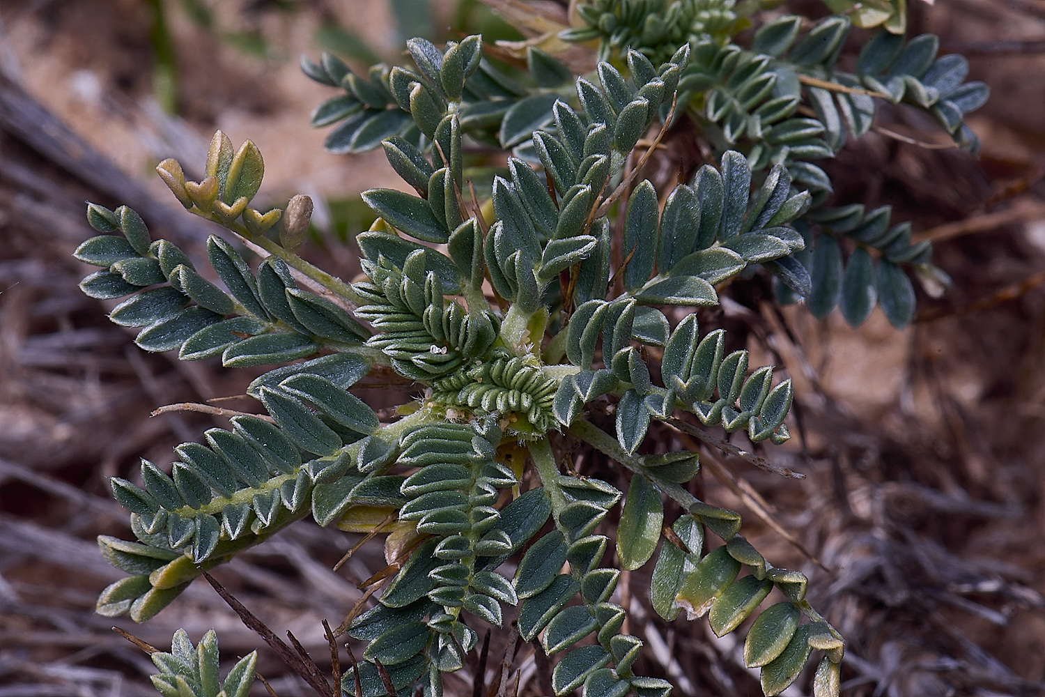 SagresPromontoryFlower18260325-3-NEF-