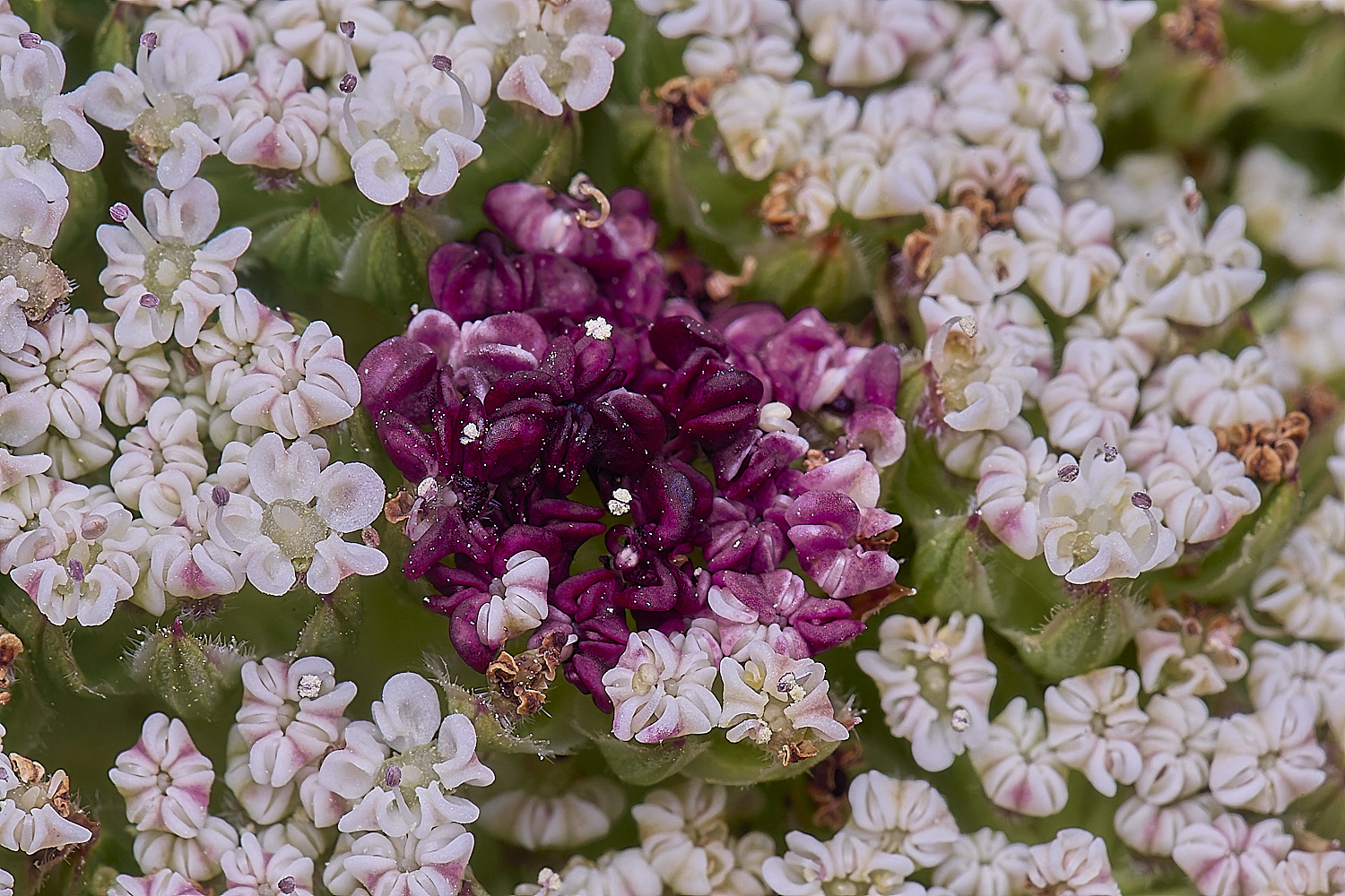 SagresPromontoryFlower19260325-1-NEF-