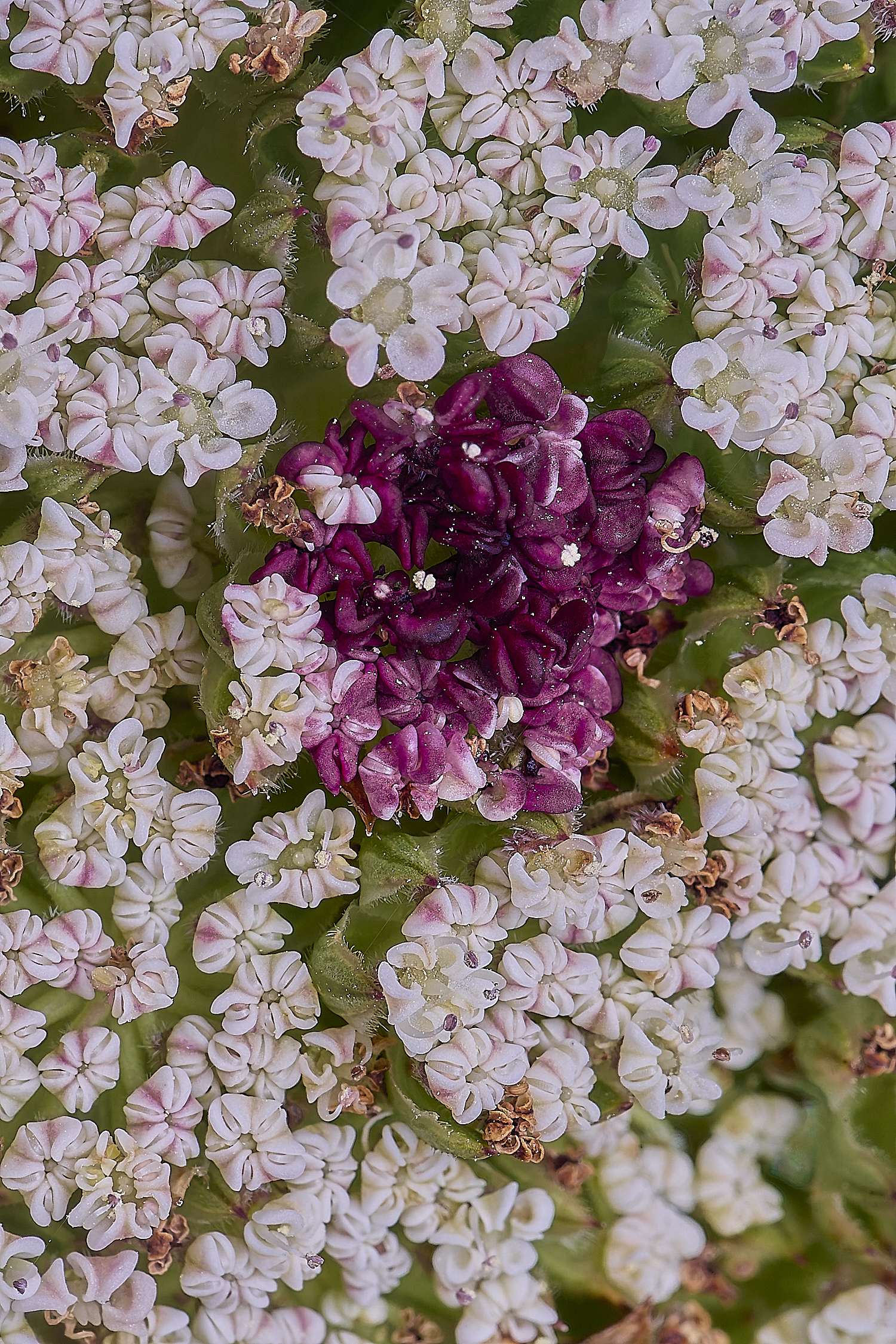 SagresPromontoryFlower19260325-2-NEF-