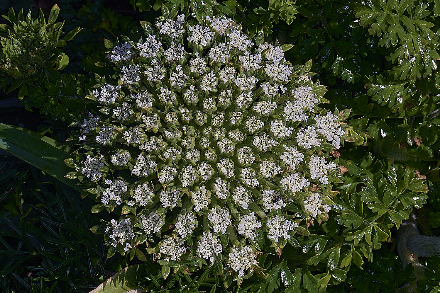 SagresPromontoryFlower19260325-3-NEF-