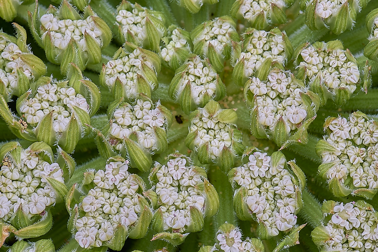 SagresPromontoryFlower19260325-5-NEF-