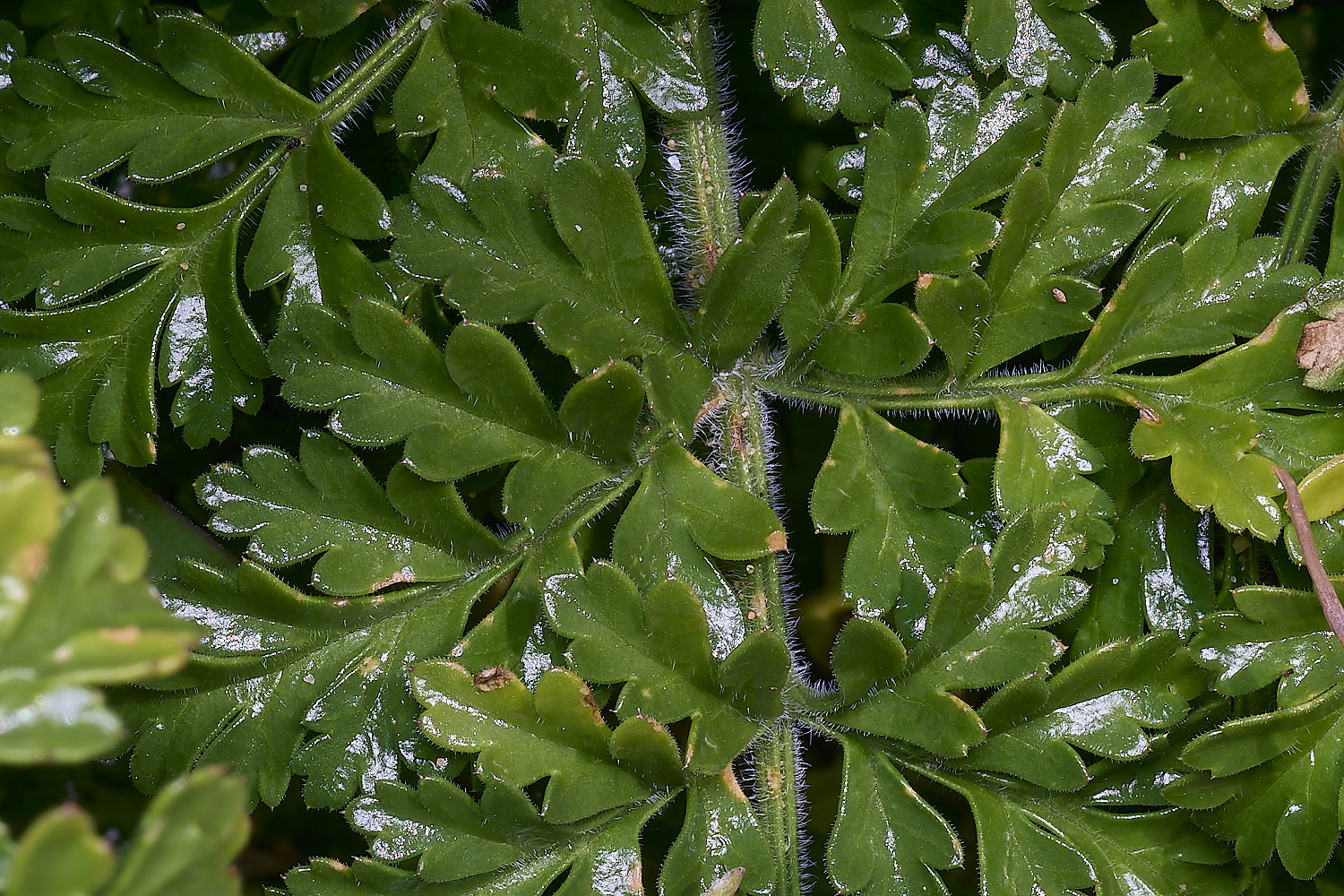 SagresPromontoryFlower19260325-6-NEF-