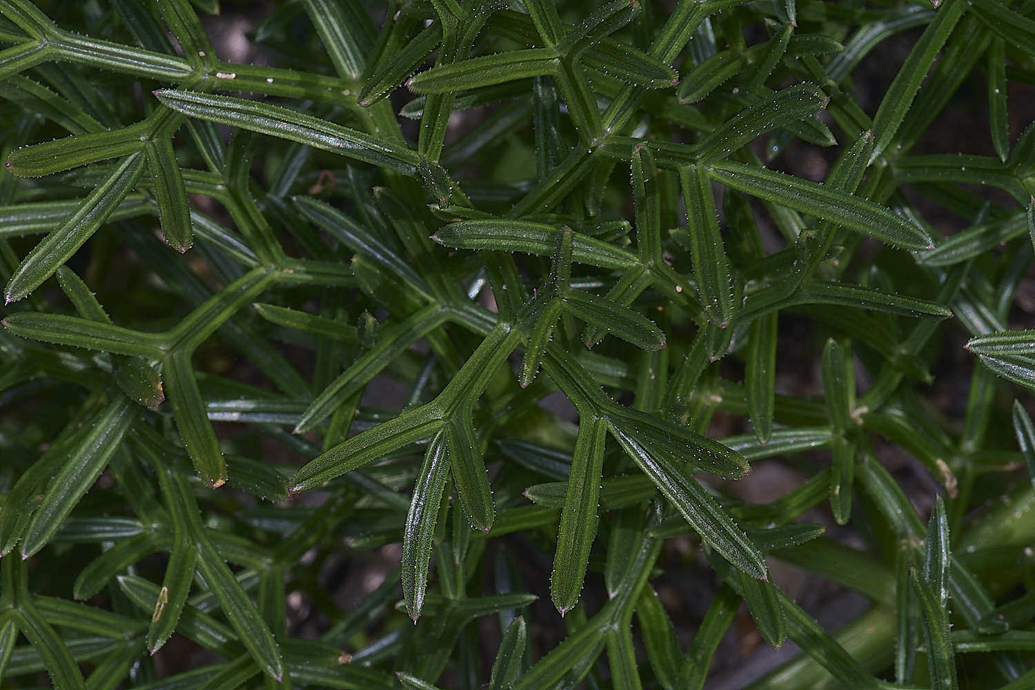 SagresPromontoryFlower20260325-1-NEF-