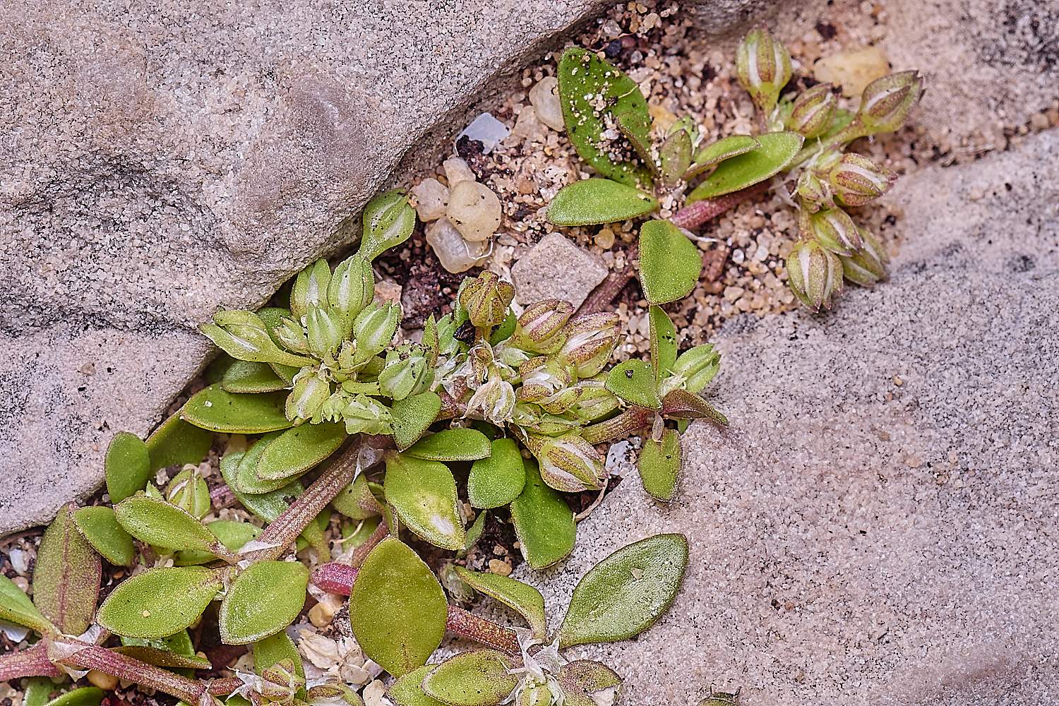 SagresPromontoryFlower21260325-1-NEF-