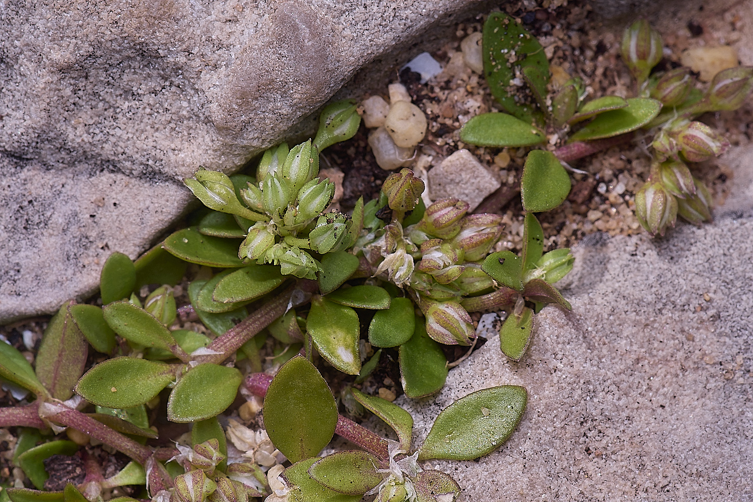 SagresPromontoryFlower21260325-2-NEF-