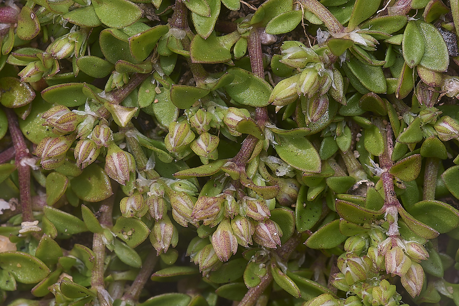 SagresPromontoryFlower21260325-3-NEF-